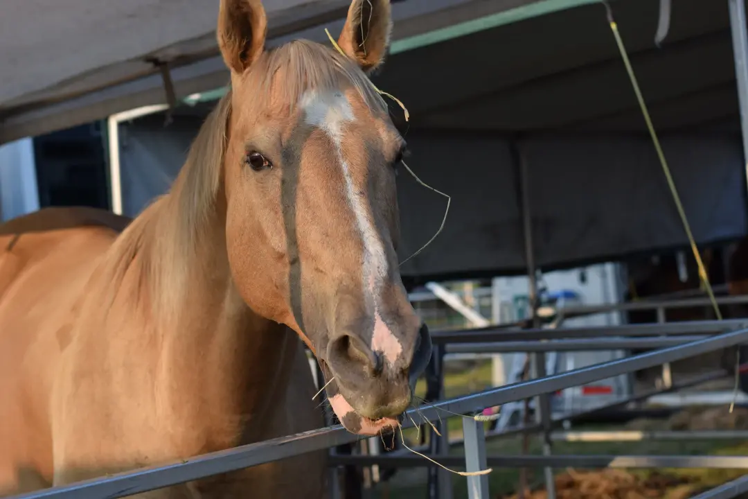 cheval