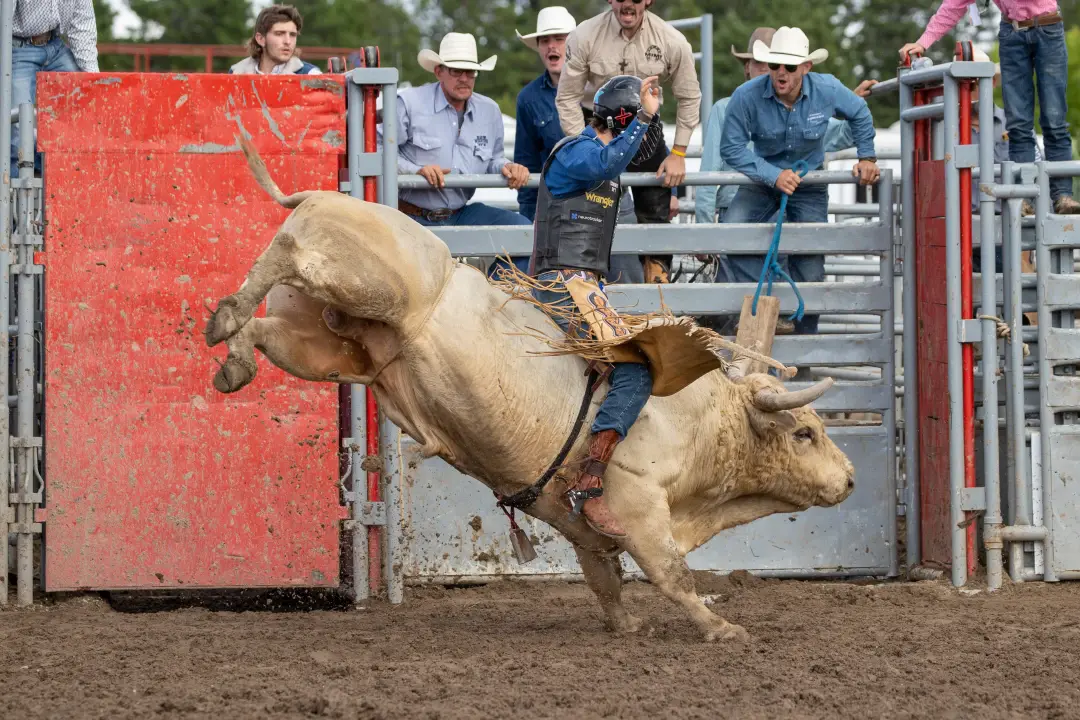 rodeo